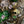 Load image into Gallery viewer, Dynasty Elizabeth Pink Peridot Crystal Choker