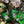 Load image into Gallery viewer, Dynasty Satine Peridot Crystal Studs